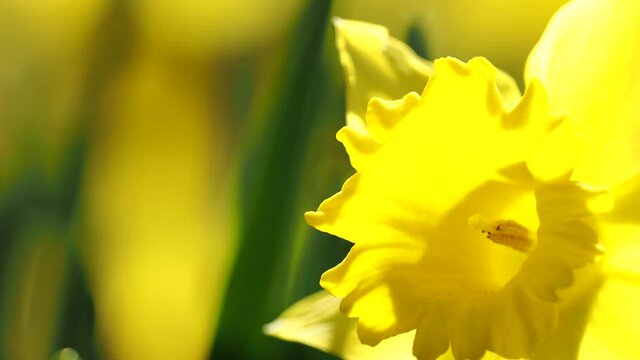 Tokyo,Japan-March 15,2021: Closeup of yellow Narcissus flower
