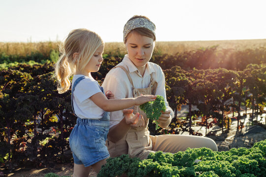Happy farmer with kid harvesting kale in field