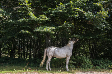 grey horse eating tree leaves