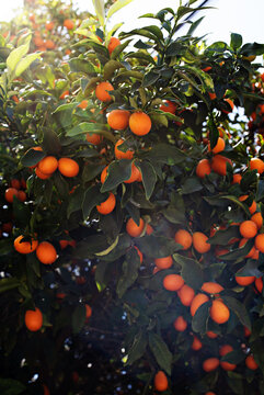 Kumquat Tree