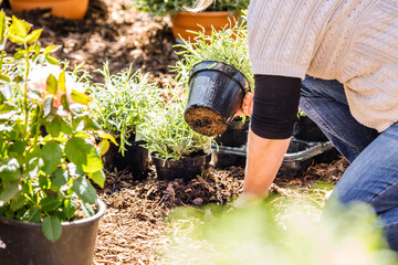 Midsection of a middle aged woman planting flowers in garden.