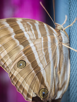 Bright Night Butterfly Moth