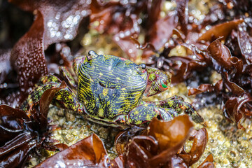 close up of a crab