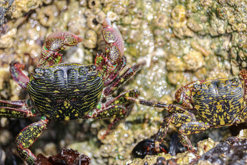 Crab