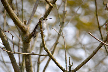 Lady Hummingbird Branch 02