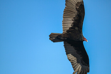vulture in flight
