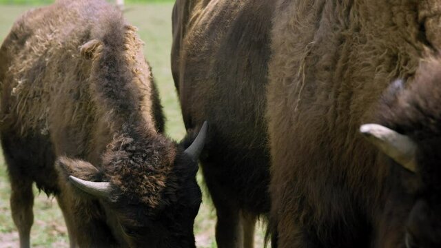 Young bison sticking by mothers side on hot summer day - close up
