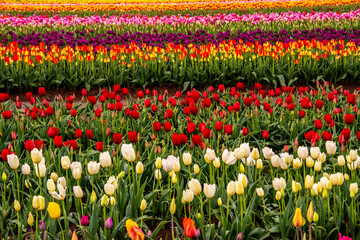 Tulip field, Tulip Festival, Woodburn, Oregon, USA. Colorful, Tulip field in bloom.