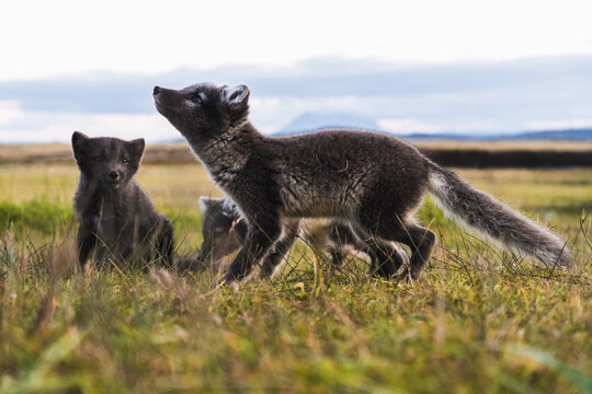 Pups arctic fox