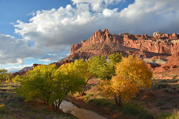 a beautiful autumn scene in capitol reef national park, utah,  of the castle rock formation, changing cottonwood trees, and the fremont river