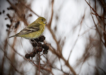 Lesser Gold Finch