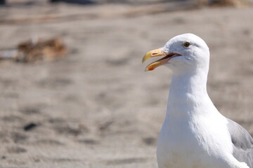 seagull on the beach