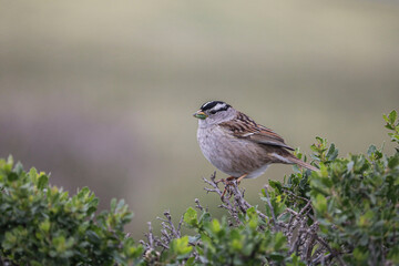 Sparrow on a branch