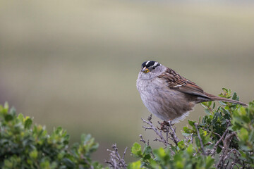 a sparrow