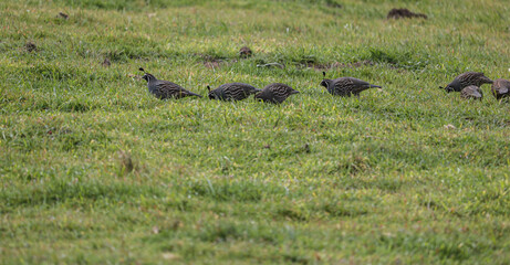 Quail