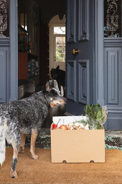 Meal kit delivery with dogs