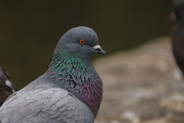 Pigeon
