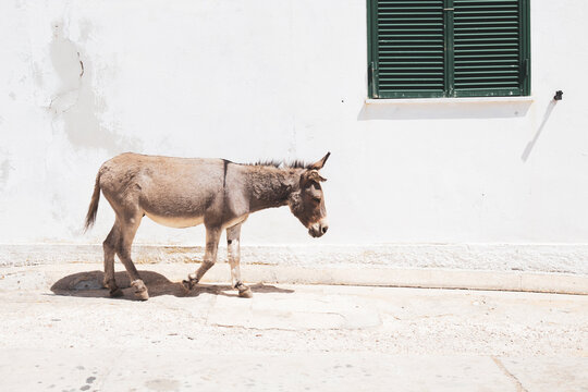 little grey donkey walking free