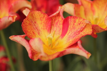 beautiful photo of tulips. unusual tulips. spring flowers. Tulips flowers close-up. garden spring nature.large buds of tulips.red yellow orange tulip.flower background.opened tulips growing in garden.