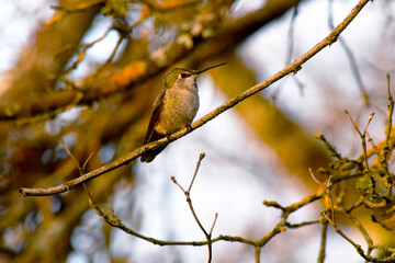 Lady Hummingbird Branch 05