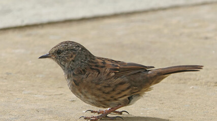 Dunnock searching for food on ground