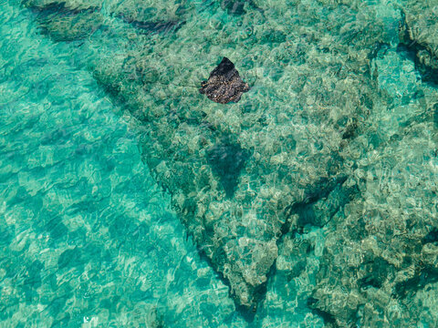 Monets Eagle Ray