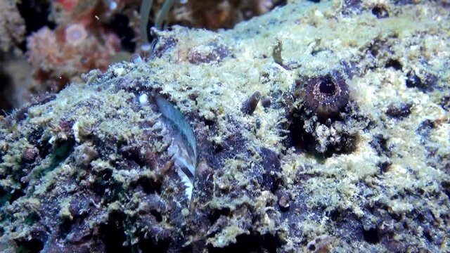 
Reef Stonefish (Synanceia verrucosa) Face Close Up - Philippines