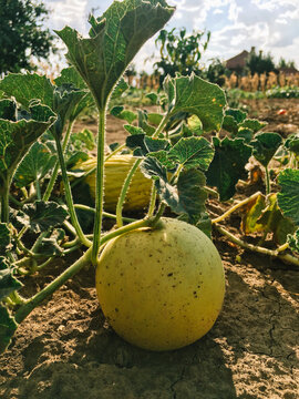 Fresh organic melon.