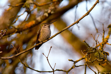 Lady Hummingbird Branch 06