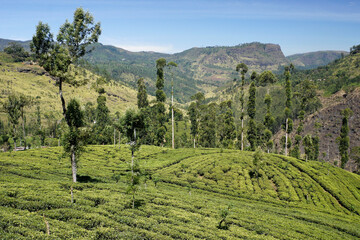 Fototapeta na wymiar Tea plantation in the Hill Country, Sri Lanka