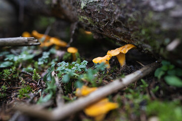 Chanterelle mushroom