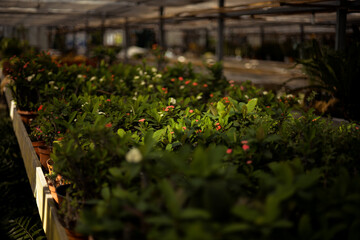 Beautiful flowers in a green house