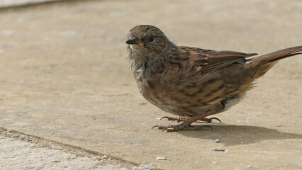 Dunnock searching for food on ground