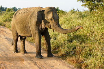Obraz premium Male Asian elephant eating grass along dirt track in Uda Walawe National Park, Sri Lanka