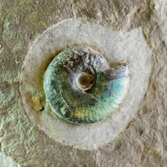 Fossilized ammonite in limestone bottom sediments. Mollusk shell with aquamarine shades of color....