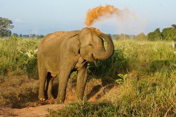 Male Asian elephant taking a dust bath in Uda Walawe National Park, Sri Lanka