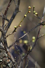 spring