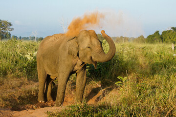 Fototapeta na wymiar Male Asian elephant taking a dust bath in Uda Walawe National Park, Sri Lanka