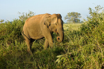 Naklejka na ściany i meble Male Asian elephant feeding on vegetation in Uda Walawe National Park, Sri Lanka