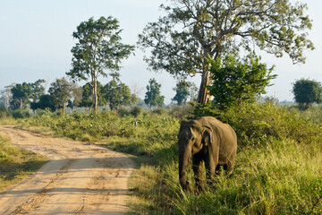Fototapeta na wymiar Asian elephant standing beside dirt track in Uda Walawe National Park, Sri Lanka