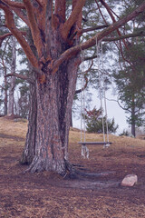 Wooden swings on a tree branch on a mountainside.