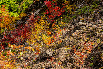 Fototapeta na wymiar Autumn, Santiam Pass Lava Flow, Santiam Pass area, Oregon, USA