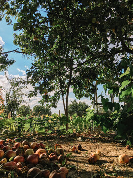 Fallen rotten apples under the tree.