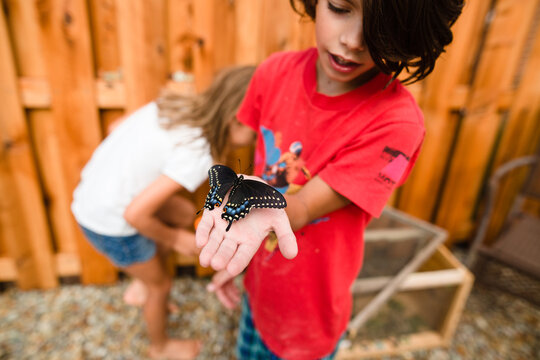 Boy Holds Swallowtail Butterfly in Hand