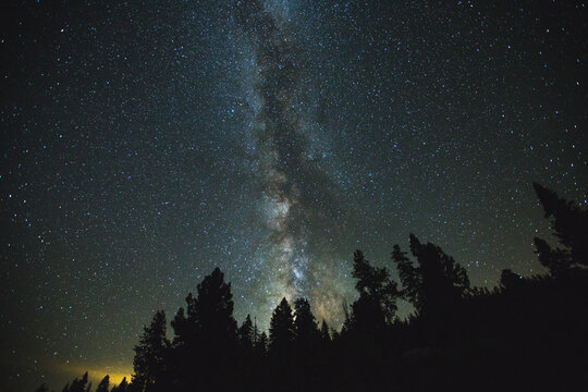 Milky way stars above trees