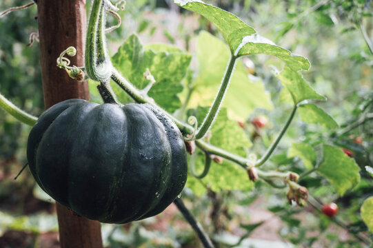 Food: Muscat de Provence pumpkin