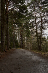 The road in the spring forest on a cloudy day.