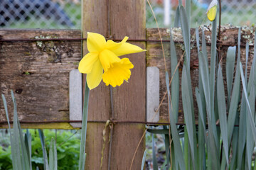Yellow Daffodil Trumpet 02