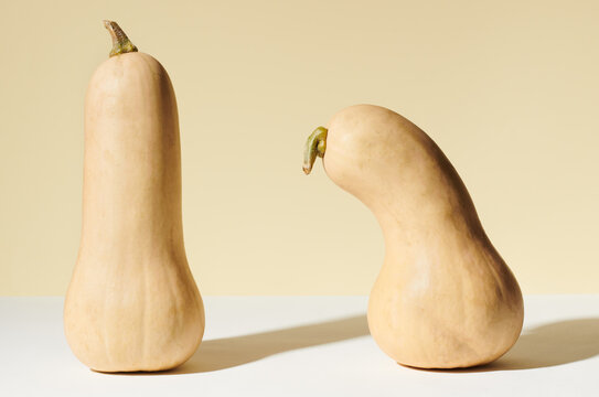 Two Butternut Squash in Still Life