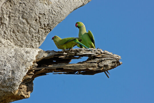 Rose-ringed (ring-necked) parakeets perched on dead branch, Uda Walawe National Park, Sri Lanka